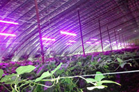 植物照明“钱”景广阔，中国产业化需警惕四大“拦路虎”-LED 植物生长灯